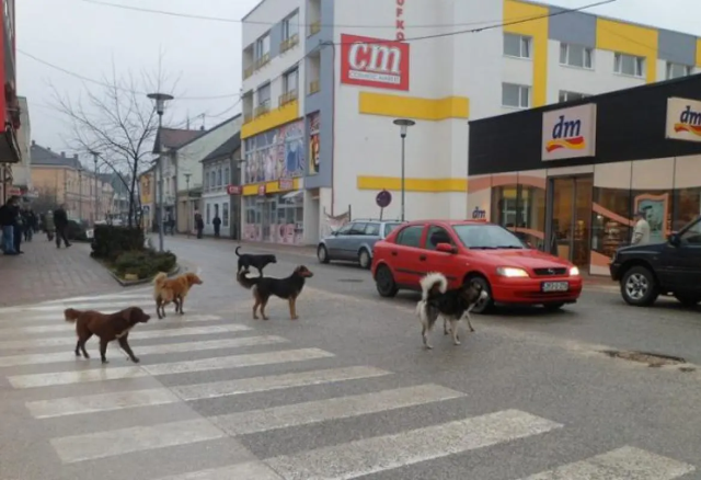 Sanski Most: Mirni protesti povodom napada napada pasa lutalica